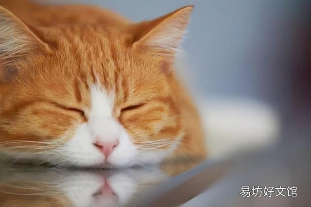 猫咪发抖是怎么回事(猫咪发抖一阵一阵的)