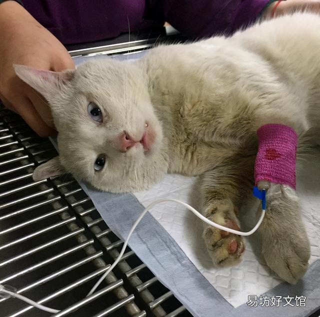 猫咪发抖是怎么回事(猫咪发抖一阵一阵的)