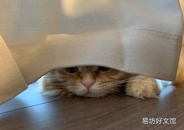猫咪发抖是怎么回事(猫咪发抖一阵一阵的)