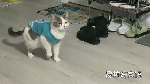 猫咪发抖是怎么回事(猫咪发抖一阵一阵的)