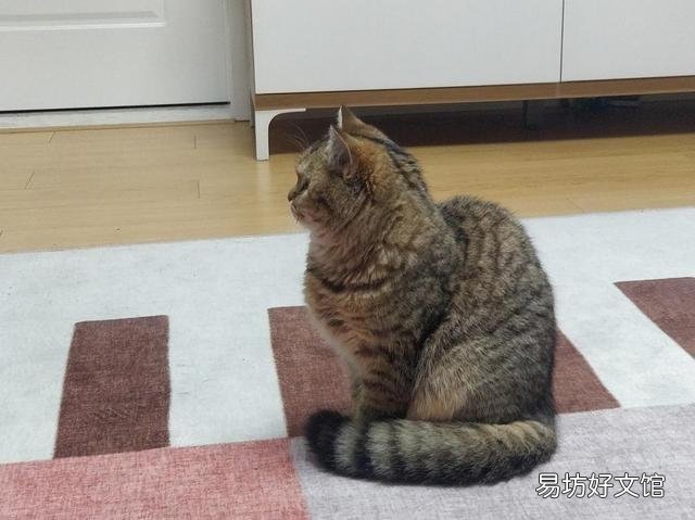 猫咪发抖是怎么回事(猫咪发抖一阵一阵的)
