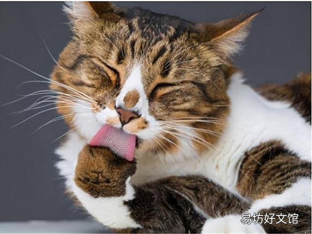 猫咪发抖是怎么回事(猫咪发抖一阵一阵的)