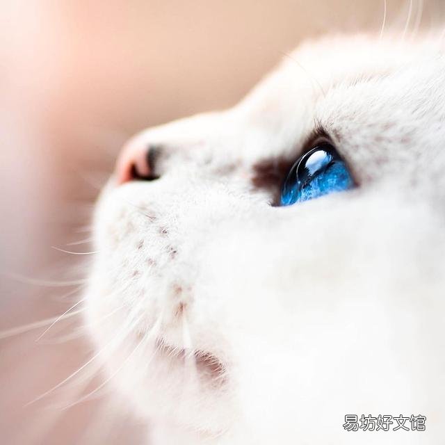 猫嗓子哑了能自己好吗(猫嗓子哑了吃什么药)