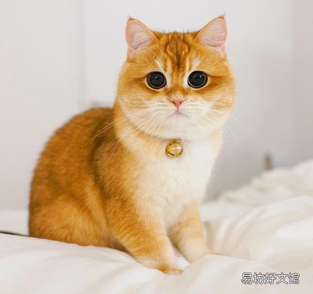 猫嗓子哑了能自己好吗(猫嗓子哑了吃什么药)