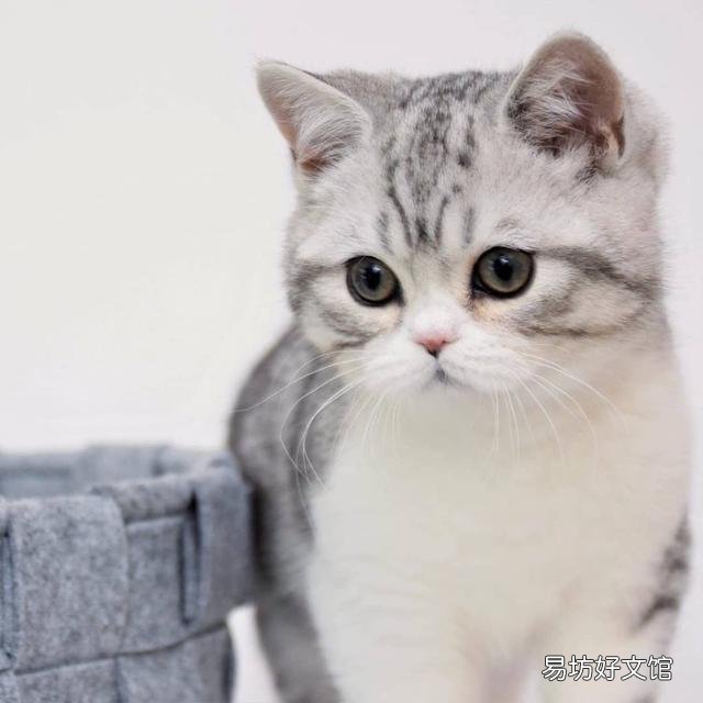 猫嗓子哑了能自己好吗(猫嗓子哑了吃什么药)