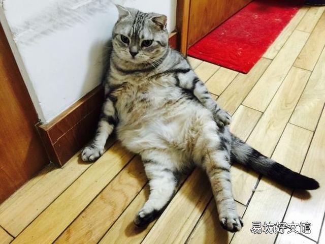 猫咪吐血是怎么回事(猫咪吐血怎么办)