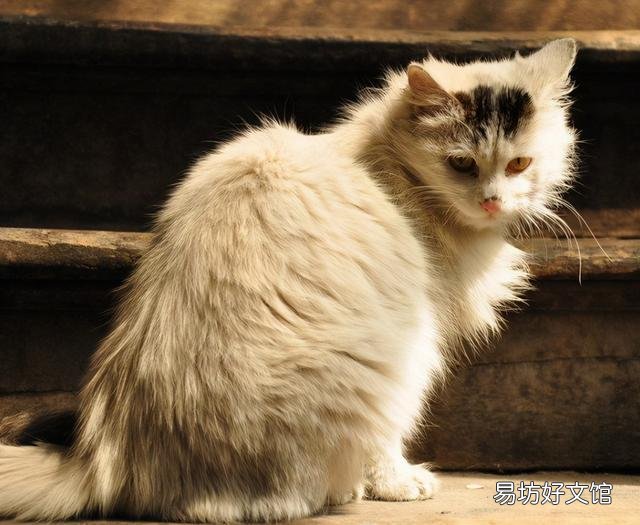 猫咪吐血是怎么回事(猫咪吐血怎么办)