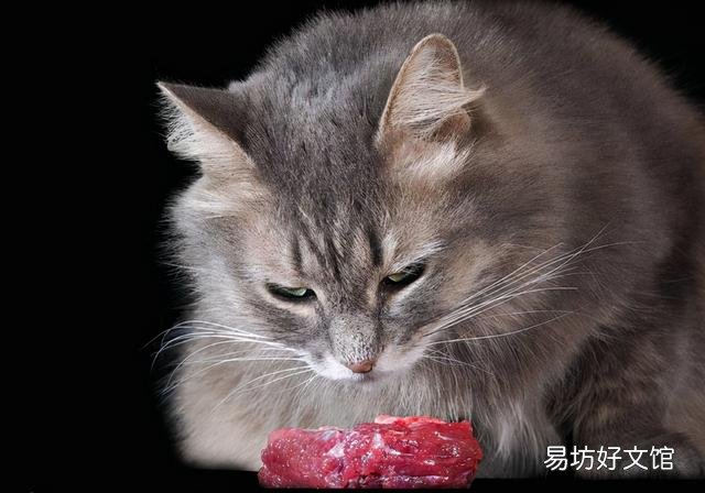 猫咪吐血是怎么回事(猫咪吐血怎么办)