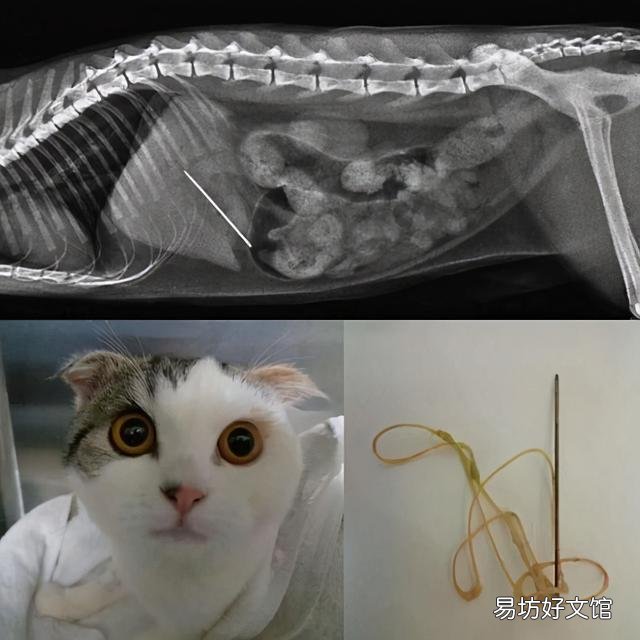 猫咪吐血是怎么回事(猫咪吐血怎么办)