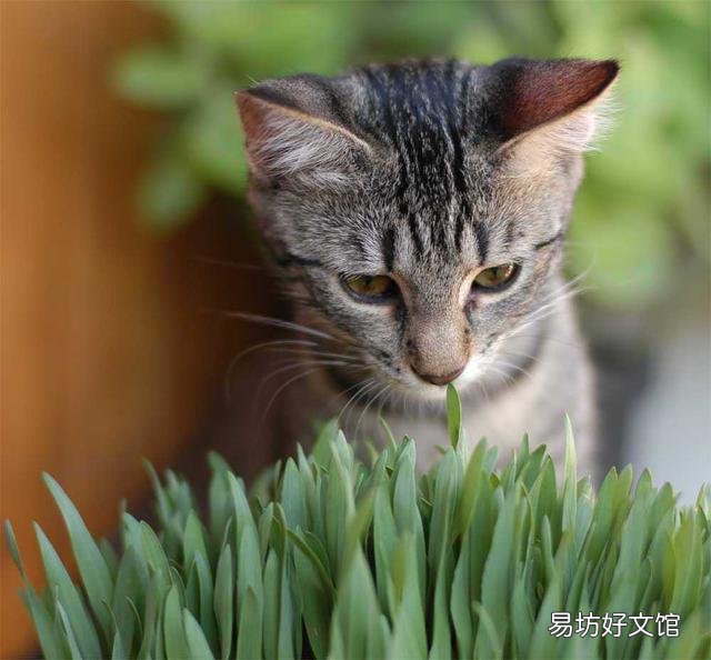 猫咪吐血是怎么回事(猫咪吐血怎么办)