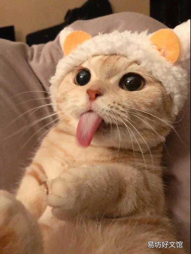 猫咪吐血是怎么回事(猫咪吐血怎么办)