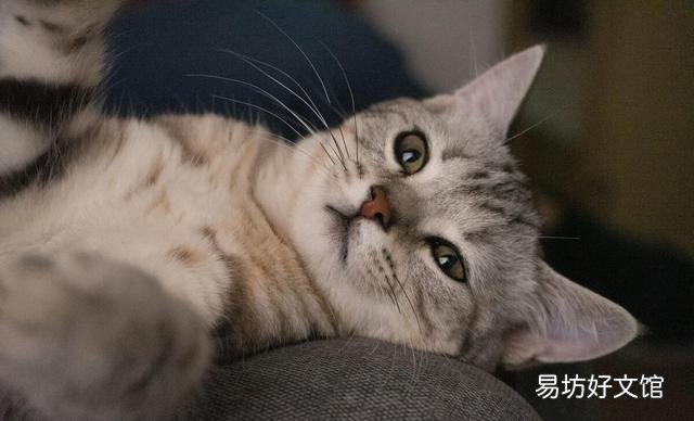 猫咪吐血是怎么回事(猫咪吐血怎么办)