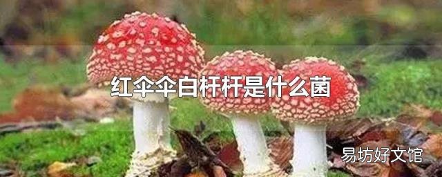 红伞伞白杆杆是什么菌