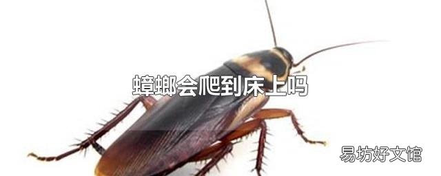 蟑螂会爬到床上吗