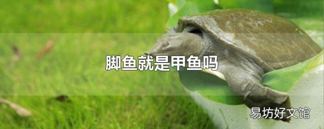脚鱼就是甲鱼吗