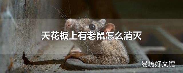 天花板上有老鼠怎么消灭