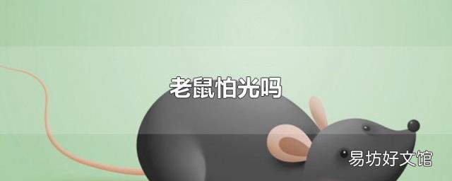 老鼠怕光吗