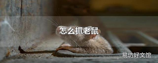怎么抓老鼠