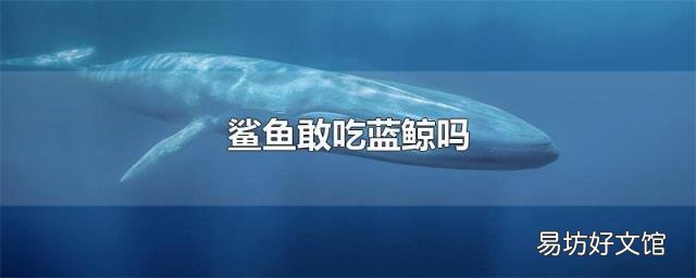 鲨鱼敢吃蓝鲸吗