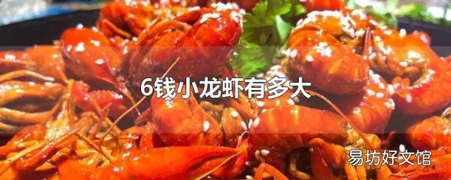 6钱小龙虾有多大