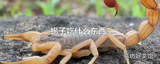 蝎子吃什么东西?