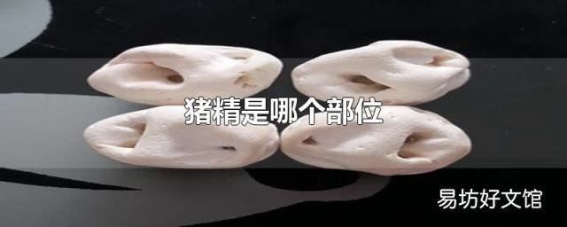 猪精是哪个部位