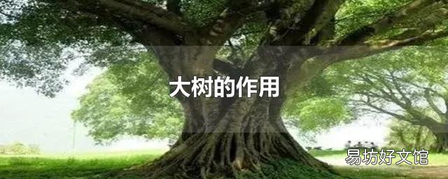 大树的作用