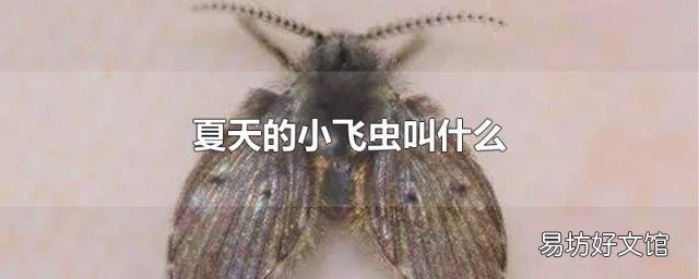 夏天的小飞虫叫什么