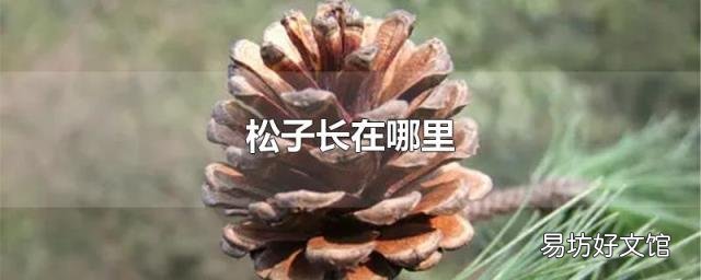 松子长在哪里