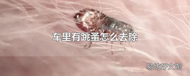 车里有跳蚤怎么去除