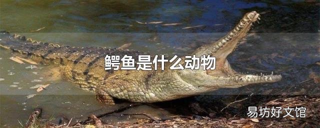 鳄鱼是什么动物