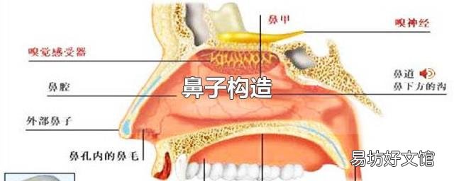 鼻子构造