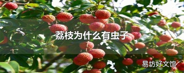 荔枝为什么有虫子