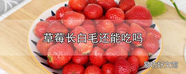 草莓长白毛还能吃吗