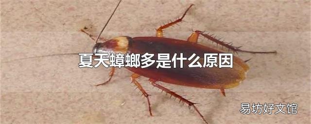 夏天蟑螂多是什么原因