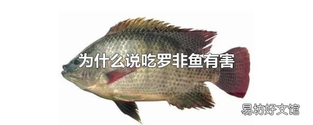 为什么说吃罗非鱼有害