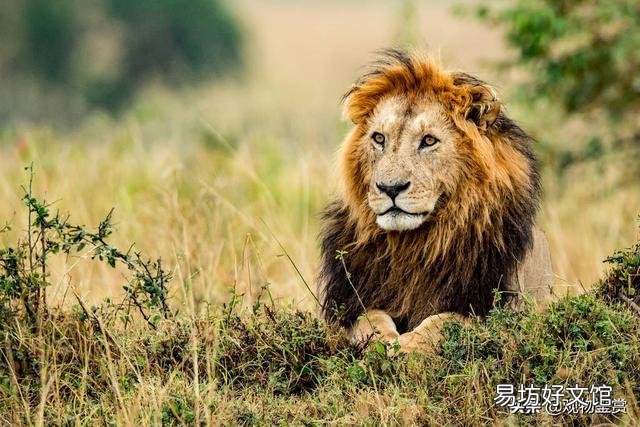貓科動物和犬科動物的區別在哪里(貓科動物和犬科動物的區別是什么)