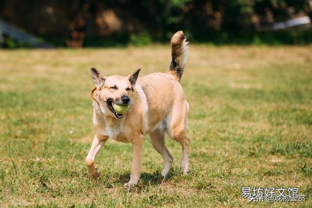 貓科動物和犬科動物的區別在哪里(貓科動物和犬科動物的區別是什么)
