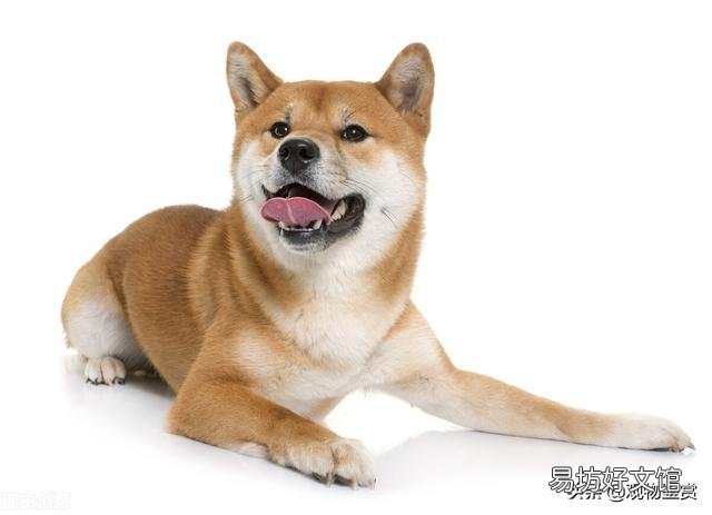 貓科動物和犬科動物的區別在哪里(貓科動物和犬科動物的區別是什么)