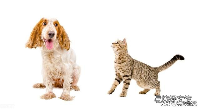 貓科動物和犬科動物的區別在哪里(貓科動物和犬科動物的區別是什么)