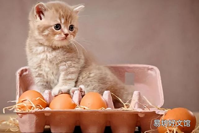 猫掉毛严重有什么方法解决(猫掉毛严重什么原因)