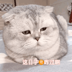 猫掉毛严重有什么方法解决(猫掉毛严重什么原因)
