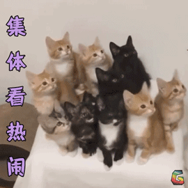 猫掉毛严重有什么方法解决(猫掉毛严重什么原因)