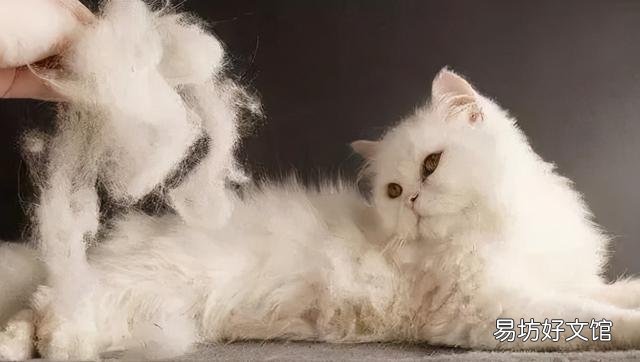 猫掉毛严重有什么方法解决(猫掉毛严重什么原因)