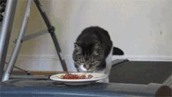 猫掉毛严重有什么方法解决(猫掉毛严重什么原因)