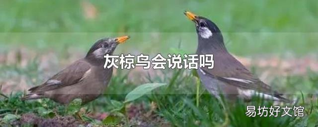 灰椋鸟会说话吗