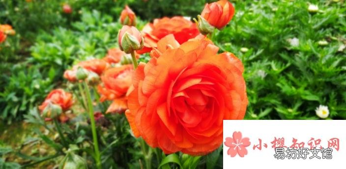 踏春赏花的优美句子有哪些?