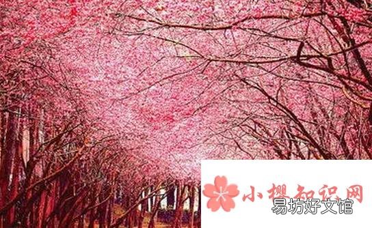 为什么樱花动漫看不了了?