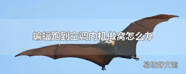 蝙蝠跑到空调内机做窝怎么办