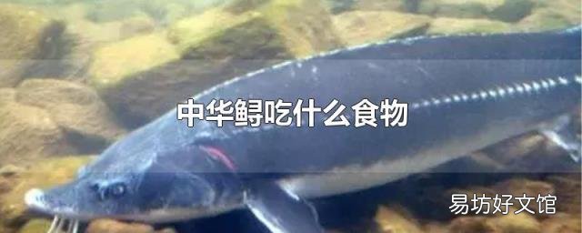 中华鲟吃什么食物